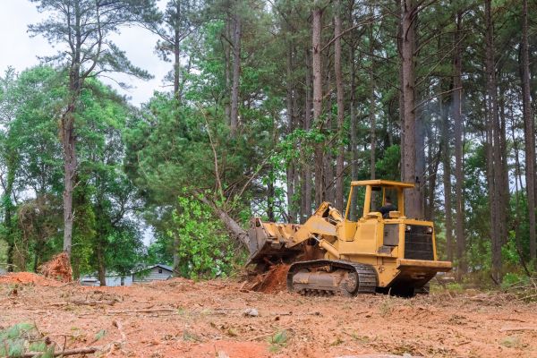 Cost of Trees Clearing in North Augusta
