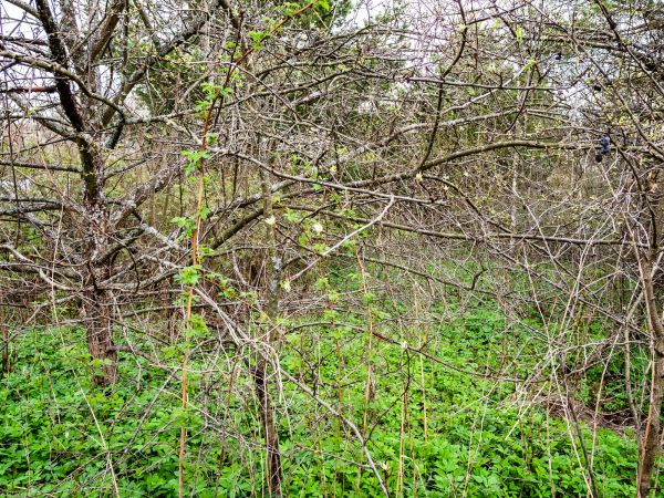 Cost of Underbrush Clearing in North Augusta
