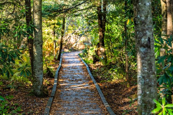 Cost of Trail Clearing in North Augusta