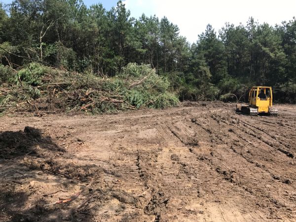 Cost of Thicket Clearing in North Augusta